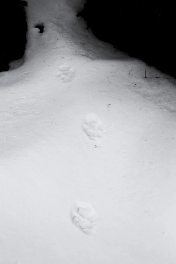 Wolf tracks in snow