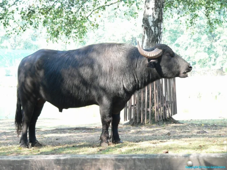 Černý vodní bůh stojí na trávníku u stromu.