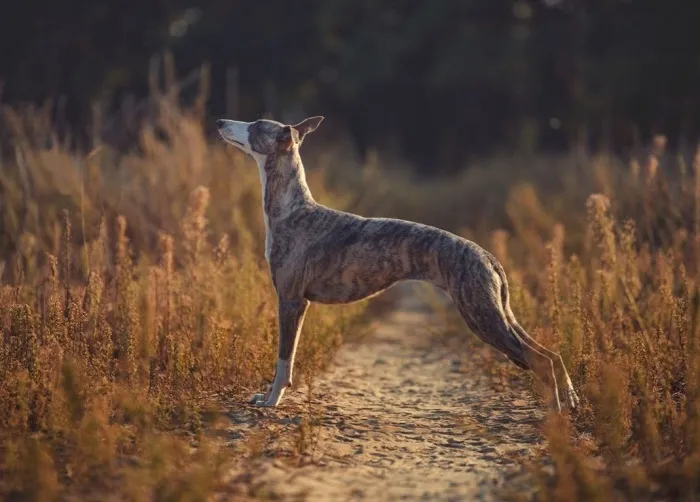 Brindle whippet stojí na zemi v poli s vysokou trávou.