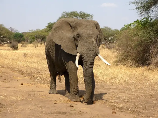 Afrikan slon stojí na pralesní cestě mezi suchou trávou.