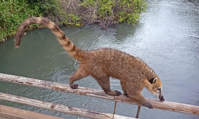 Coati on railing