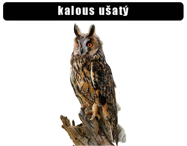 Long-eared owl