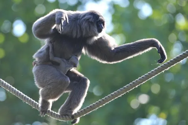 Gibbon with baby on rope