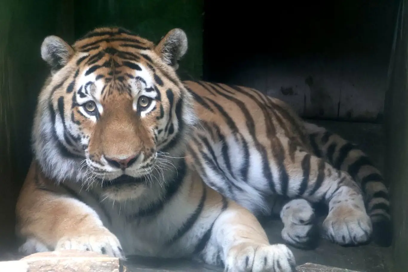 Tygr leží v kleci zoologické zahrady.