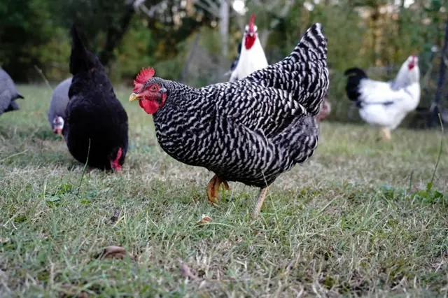 Plymutka slepice plemeno v trávníku s dalšími kuřaty.