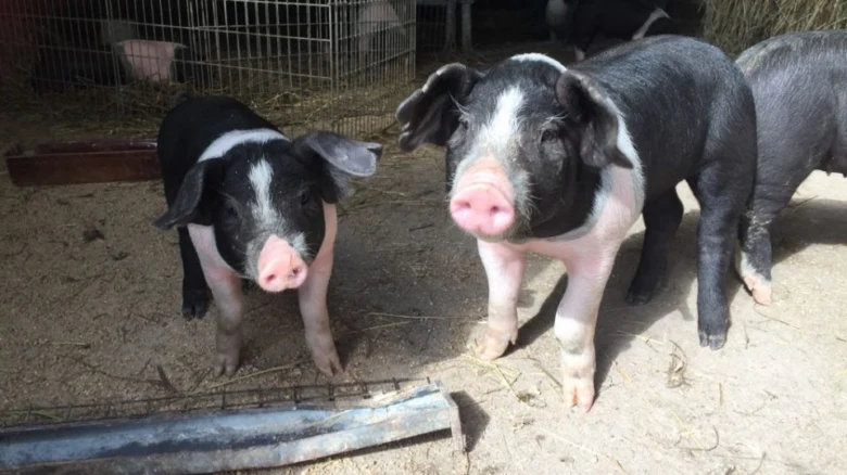 Dvě prasata plemene přeštické černá v chovu na farmě.