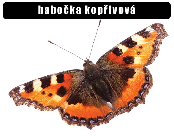 Babočka kopřivová s rozkrojenými křídly na bílém pozadí.