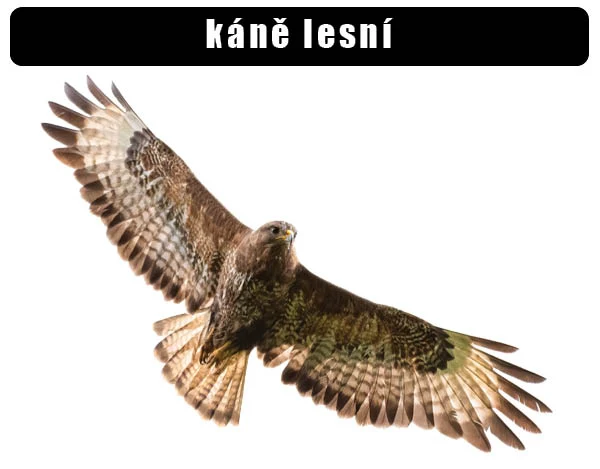 Káně lesní v letu na bílém pozadí.