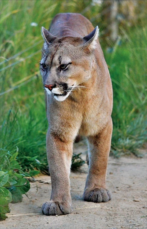 Americká puma chodí po zemi v přírodě.