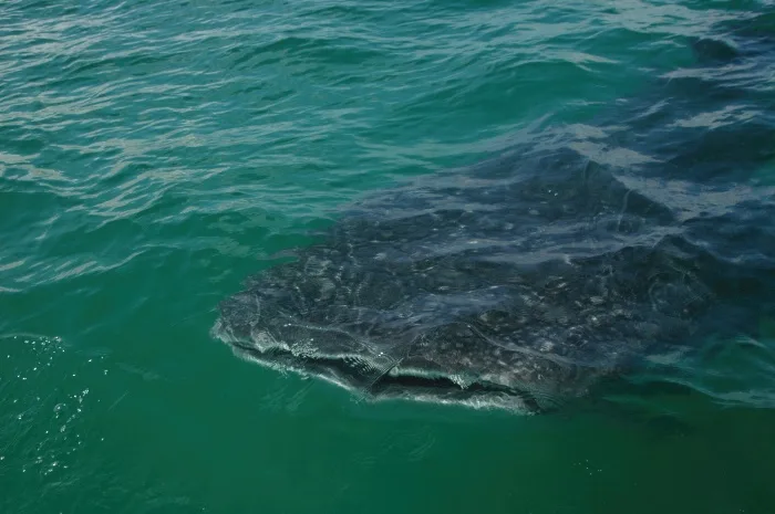 Velký žralok velrybí plave v oceánu s viditelnou kůží.