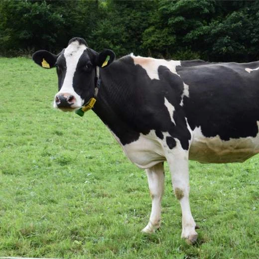Černobílá kráva stojí na zelené louce.
