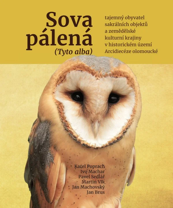 Barn owl portrait