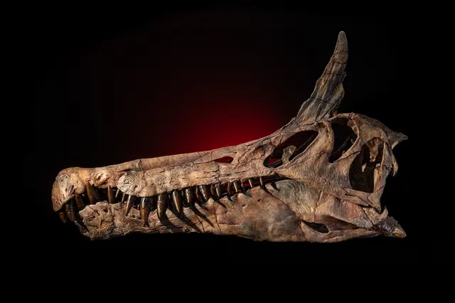 Skřepa lebky dinosaura Spinosa na černém pozadí.