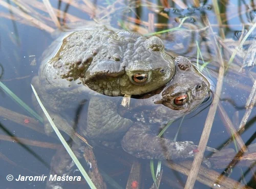 Ropucha obecná plavící se v rybníku mezi rákosím.
