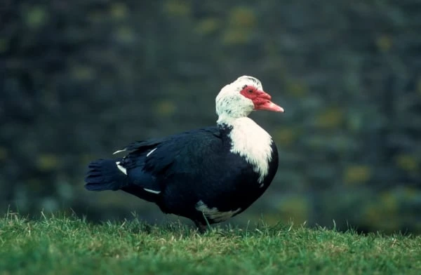 Černobílá pižmovka velká stojí na trávě.