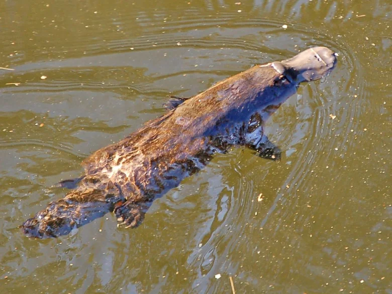 Ptakopysk plavající ve vodě s viditelnou tlamkou.