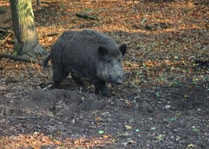 Divoké prase kráčí po lesní půdě mezi stromy.