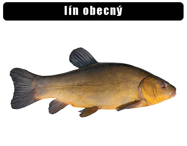 Fotografie lína obecného na bílém pozadí pro článek o rybě.