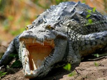 Krokodýl s otevřenou tlamou na zemi v přírodě.