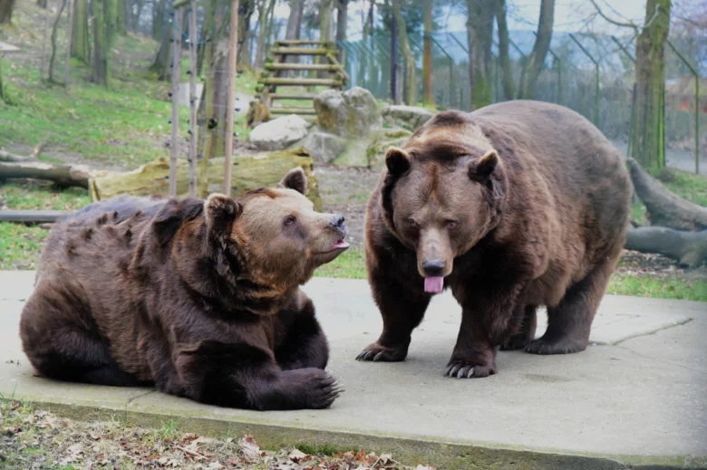 Dva hnědí medvědi v zoo Berouna stojí a leží vedle sebe.
