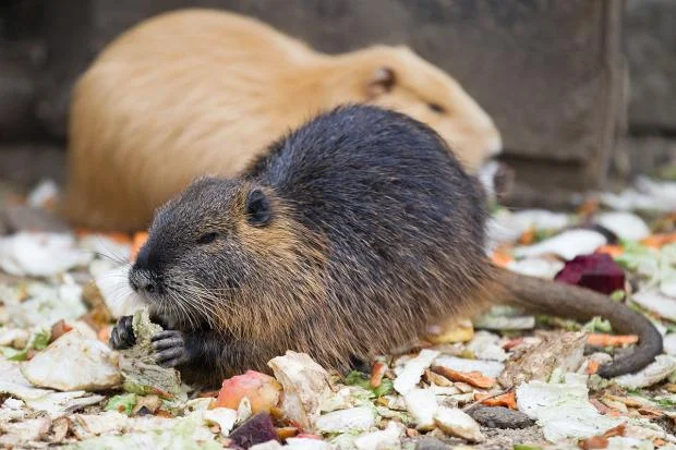 Nutrie říční se krmí zbytky zeleniny v přírodním prostředí.