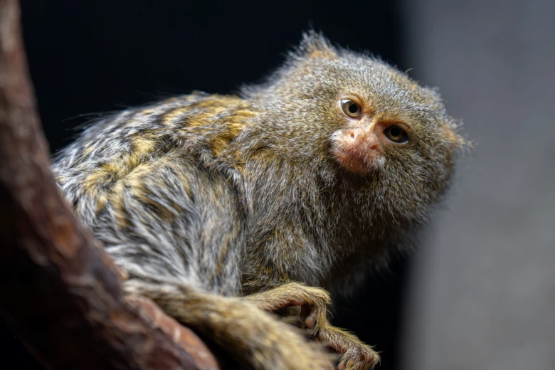 Malá opička pygmajmarmosa sedící na větvi v přírodním prostředí.