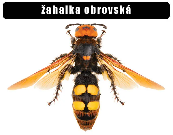 Evropská žahalka obrovská s oranžovou hlavou a žlutými pruhy na břiše.