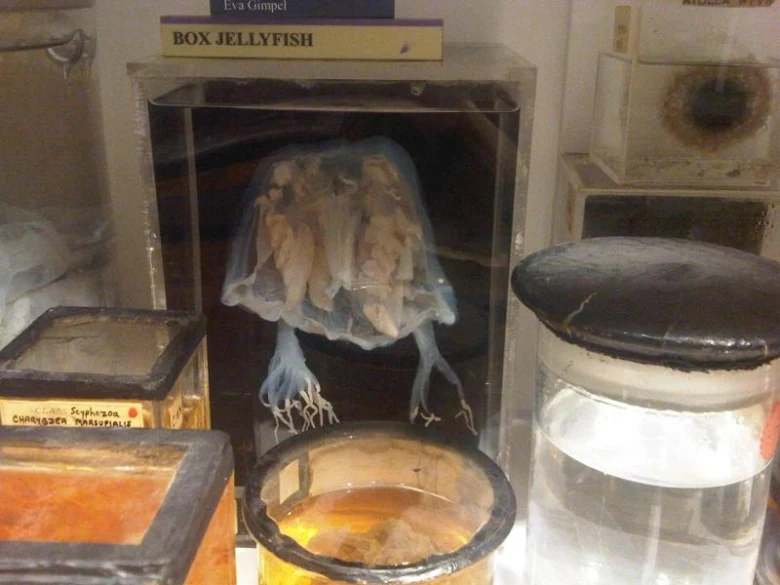 Zachycená čtyřhranka v expozici s nápisem Box Jellyfish.