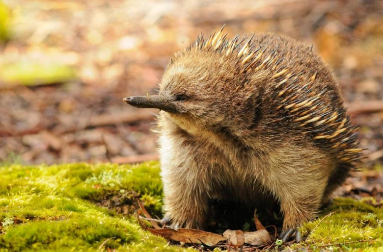 Australský ježura stojí na mechu v přírodě.