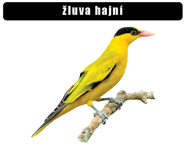 Žluva hajní sedí na větvi v přírodě.