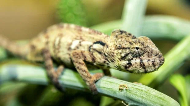 Chameleonek sedící na zelené větvi v přírodě.