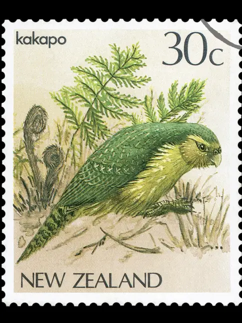 Ilustrace zeleného papouška sovího kakapa mezi kapradím.