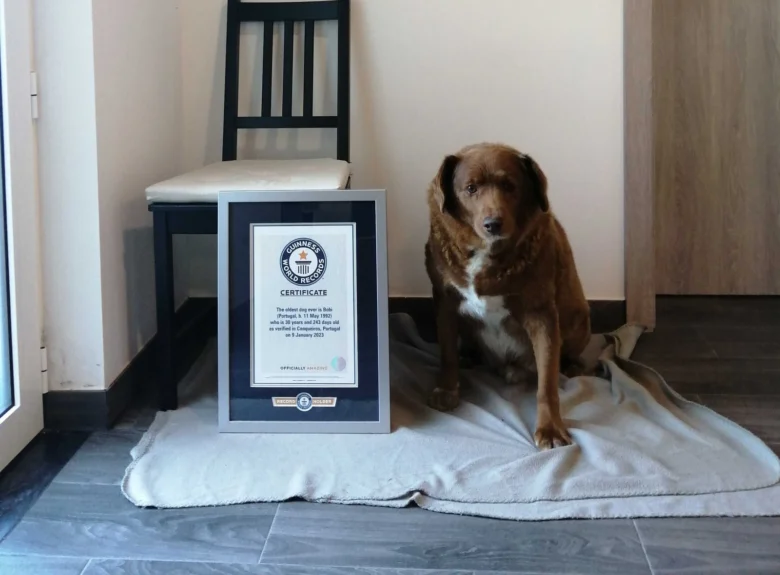 Nejstarší pes na světě s certifikátem od Guinessovy knihy rekordů.