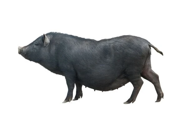 Černé prasice rasy mangalica na bílém pozadí.