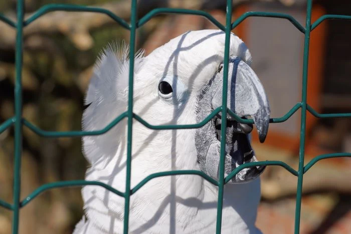 Bílý kakadu za zelenou mříží v zoo nebo chovu.