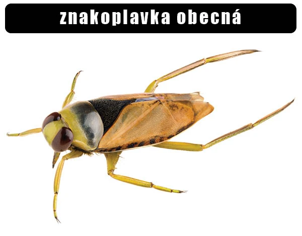Fotografie vodního plavce obecného na bílém pozadí.