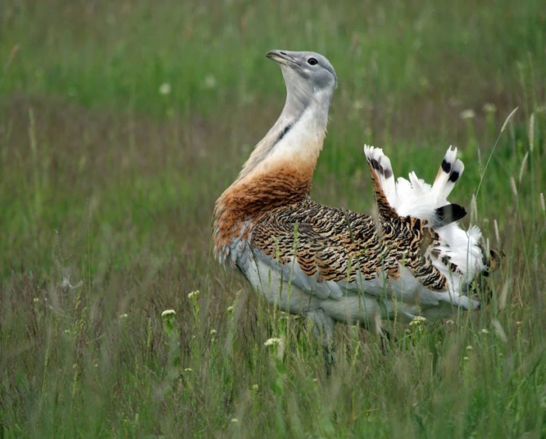 Velký křepelka v trávě během svatebního rituálu.
