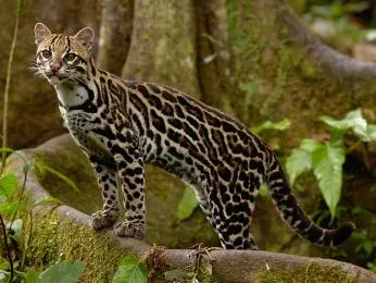 Ocelot stojí na kořenu stromu v džungli s typickým skvrnitým srstí.