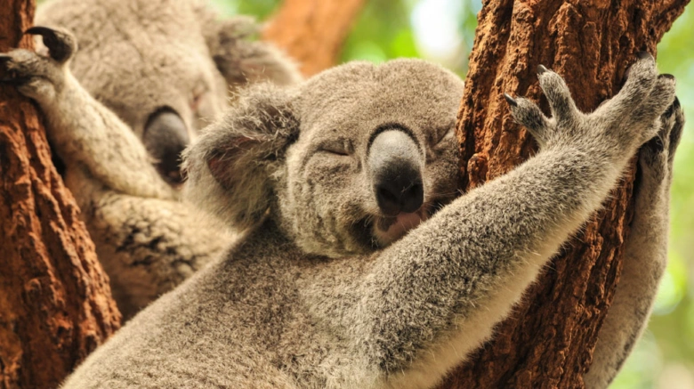 Dva spící kóala objímající strom v přírodě Austrálie.