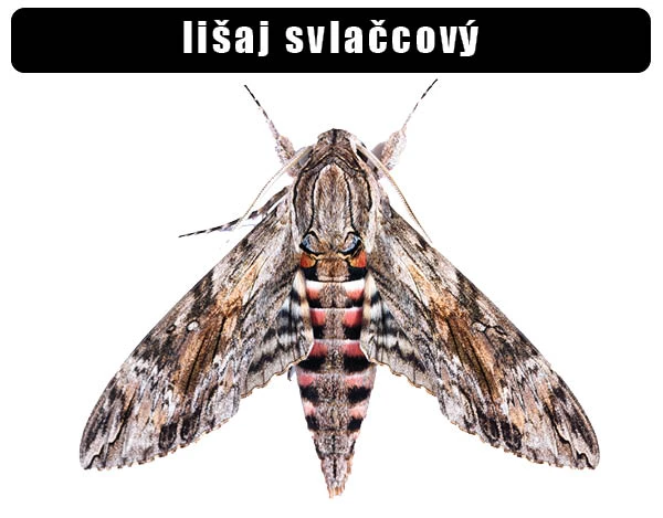 Fotografie lišaje svlačcového motýla s roztaženými křídly.