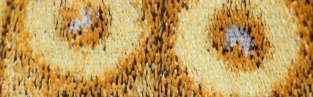Butterfly wing close-up