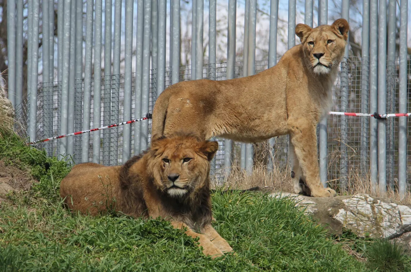 Mužský a ženský lev v expozici zoologické zahrady.