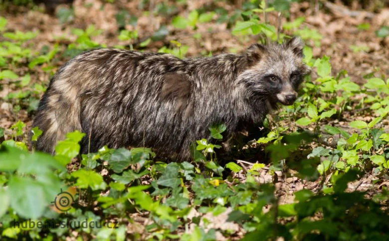 Pes mývalovitý (Nyctereutes procyonoides) v přírodě mezi rostlinami.