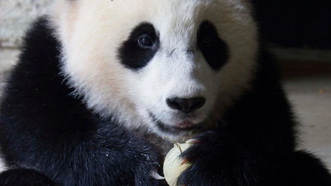 Panda drží bambus v tlapkách a žvýká ho.