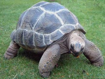 Obrovská želva kráčí po zelené trávě na venkovní louce.
