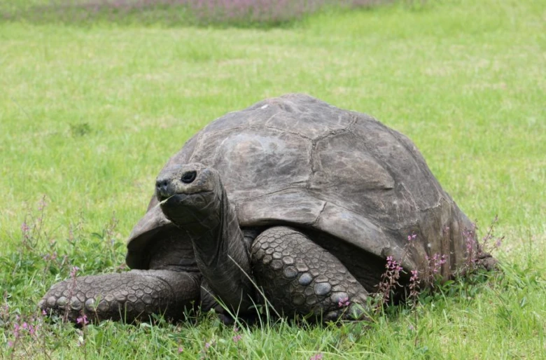 Velká galapagská želva stojí na trávníku a žere.