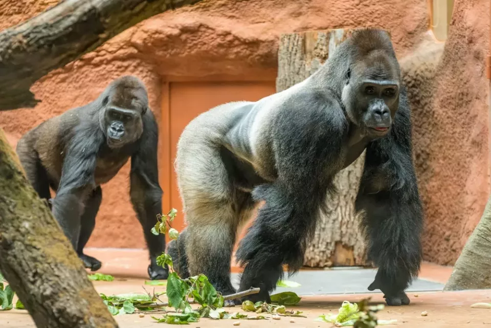 Dva gorily chodí po zemi v umělém terénu zoologické zahrady.