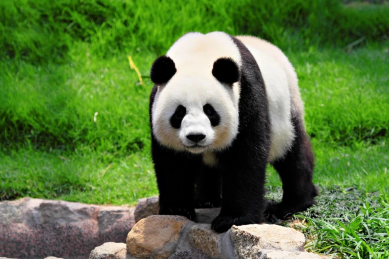 Velká panda stojí na skále v zeleném biotopu.