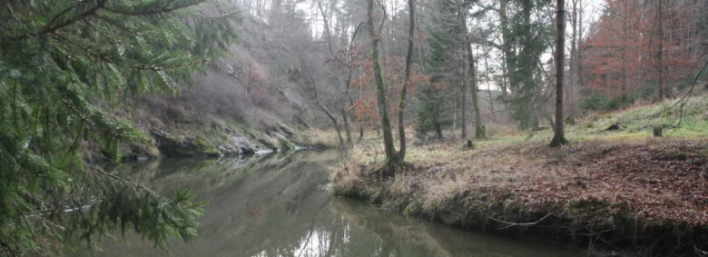 Potok v lesu s jehličnany na břehu.