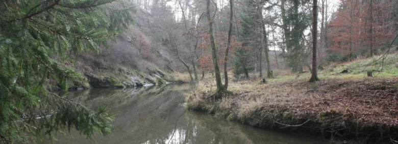 Řeka teče lesní říčkou s borovicemi a listnatými stromy v podzimním prostředí.